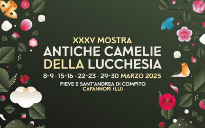 Mostra Antiche camelie della Lucchesia 2025, il programma